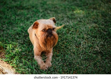 Brussel Griffon Kepek Stockfotok Es Vektorkepek Shutterstock