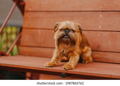 Brussels Griffon Kepek Stockfotok Es Vektorkepek Shutterstock