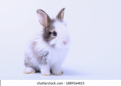 Lovely bunny easter black and white rabbit on white background. Cute fluffy rabbit on white background Lovely mammal with beautiful bright eyes in nature life.Animal concept.