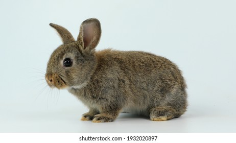 Rabbit Isolated Easter の画像 写真素材 ベクター画像 Shutterstock