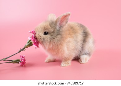 Lovely bunny easter brown rabbit on pink background.Cute fluffy rabbit on pink background with pink carnation flower.1 month old Lovely mammal with beautiful bright eyes in nature life.Animal concept.