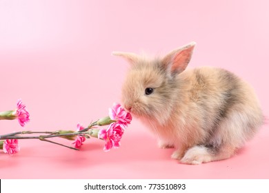 Lovely Bunny Easter Brown Rabbit On Pink Background.Cute Fluffy Rabbit On Pink Background With Pink Carnation Flower.1 Month Old Lovely Mammal With Beautiful Bright Eyes In Nature Life.Animal Concept.