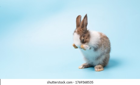 Lovely bunny easter creamy-white rabbit stands up on two legs, cleaning face, ears, body, sniffing, looking around, on blue screen background. Cute fluffy rabbit, Lovely Animal concept. - Powered by Shutterstock
