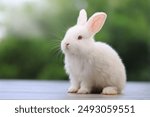 Lovely bunny easter fluffy baby rabbit with a basket full of colorful flowers and easter eggs on green garden nature background on warming spring day. Symbol of easter day festival. Rabbit in summer.