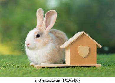 Lovely bunny easter fluffy baby rabbit standing near  a wooden house full of love with heart symbol as a valentine gift on nature background.