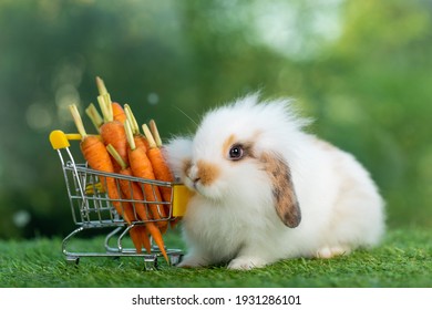 fluffy baby bunny