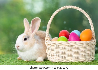 Lapin Paques Images Photos Et Images Vectorielles De Stock Shutterstock