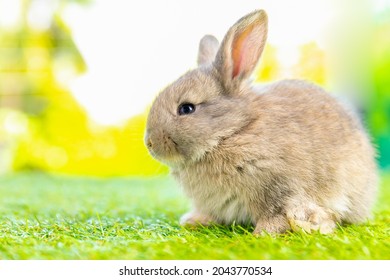 Lovely bunny easter fluffy baby white rabbit on nature background. Symbol of easter festival.