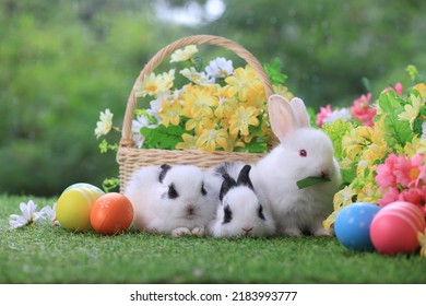 7,507 Rabbit Eating Flowers Images, Stock Photos & Vectors 