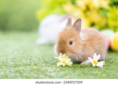 Lovely bunny easter fluffy baby rabbit with a basket full of colorful flowers and easter eggs on green garden nature background on warming spring day. Symbol of easter day festival. Rabbit in summer.