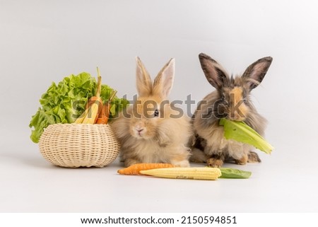 Lovely bunny easter fluffy baby rabbit eating variety of vegetable with a basket full of green vegetables on white nature background. Symbol of easter festival.