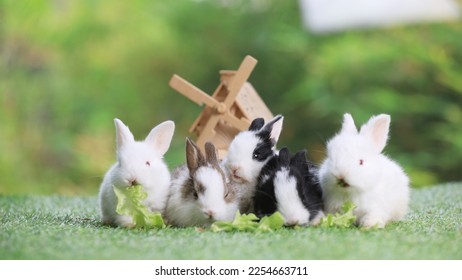 Lovely bunny easter fluffy new born baby rabbits eating vegetable with wooden wind turbine on green garden nature background. Animal symbol of easter day festival.  - Shutterstock ID 2254663711