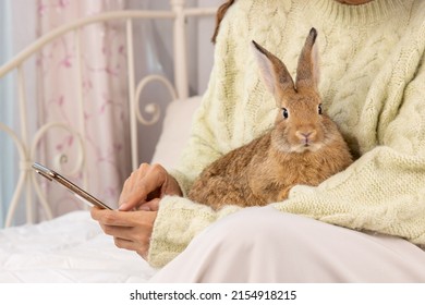 Lovely bunny easter fluffy rabbit lay on woman's lap while she is using mobile phone shopping on line in living room. Woman working at home and hold cute rabbit in her arm. - Shutterstock ID 2154918215