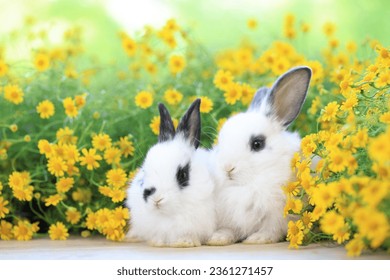 Lovely bunny easter fluffy rabbits with colorful easter eggs on green garden with daisy flowers nature background on sunny warmimg springtime day. Symbol of easter day festival. summer season.