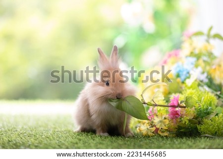 Lovely bunny easter rabbit eating food, vegetables, carrots, baby corn in garden with flowers background. Cute fluffy rabbit , Lovely mammal with beautiful eyes in nature life. Symbol of easter day.