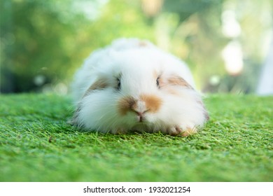 Summer bunnies models