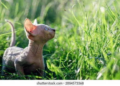 Lovely Canadian sphynx cat hunts a fly in sunlit grassland. A hairless kitten looking at fly and posing from side in a meadow at summer time. Concept, pets love, animal life, cats breeding.