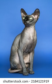 Lovely Canadian Sphynx Hairless Cat. Full Length Portrait Of Friendly Female Cat On Blue Background. Vertical Format, Studio Shot.