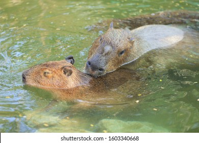 678 Capybara Swimming Images, Stock Photos & Vectors | Shutterstock