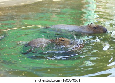 678 Capybara Swimming Images, Stock Photos & Vectors | Shutterstock