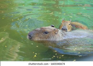 Lovely Capybara Swimming Playing Water Stock Photo 1603340674 