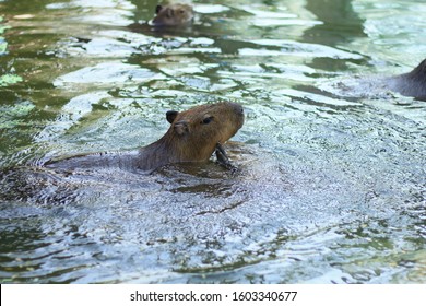 678 Capybara Swimming Images, Stock Photos & Vectors | Shutterstock