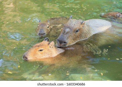 678 Capybara Swimming Images, Stock Photos & Vectors | Shutterstock