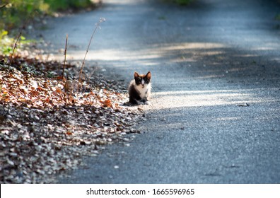 A Lovely Cat Abandoned In A Country Road.