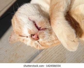Young Sleeping Pussy