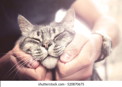 lovely cat in human hands, vintage effect love for the animals