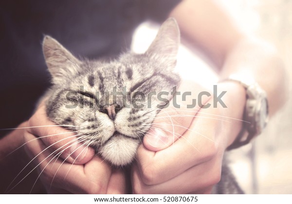 lovely cat in human hands, vintage effect love\
for the animals