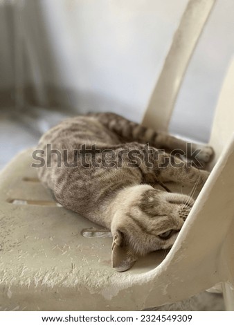 A lovely cat laying on the chair.