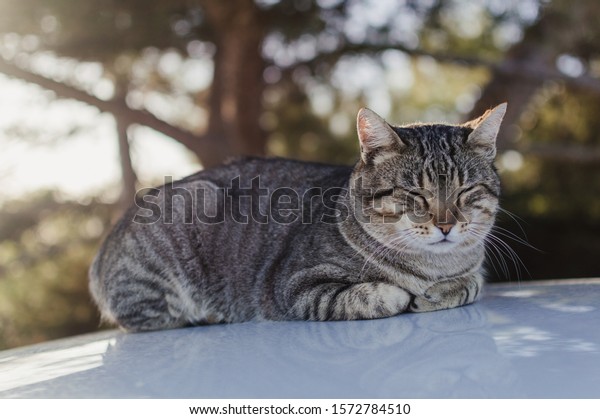 Lovely cat\
on the car rooftop relaxing outdoors, close up image. Domestic pets\
collection. Countryside life\
background