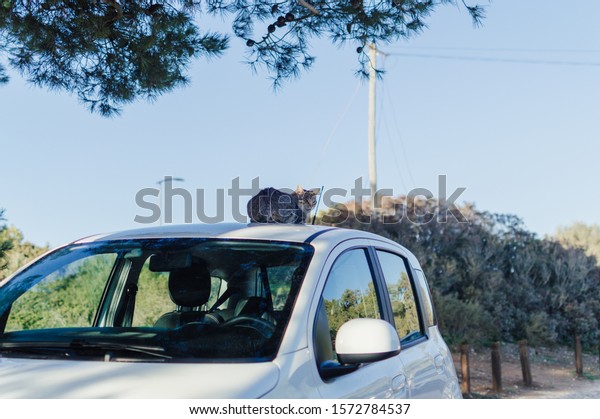 Lovely cat\
on the car rooftop relaxing outdoors, close up image. Domestic pets\
collection. Countryside life\
background