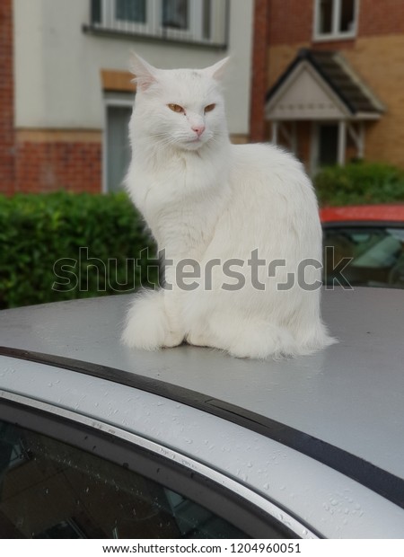 A lovely cat sit on a\
car