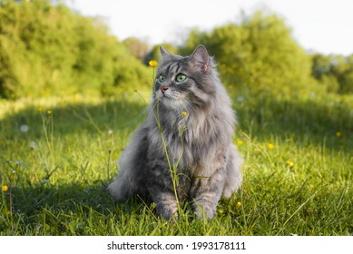 猫 横 歩く の写真素材 画像 写真 Shutterstock