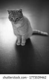 Lovely Cat Sitting On The Shiny Wooden Floor Indoor. BW Photo