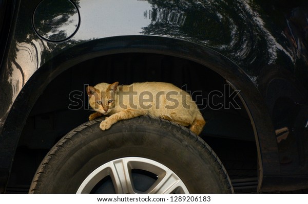 Lovely
cat sleeping on car wheel, Good bedroom for
him.