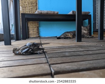 A lovely cat sleeping under an outdoor bench with a tiny bird lying on a wooden floor, a closeup view - Powered by Shutterstock