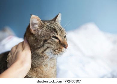 Lovely Cat Staying Bed Looking Window Stock Photo 792438307 | Shutterstock