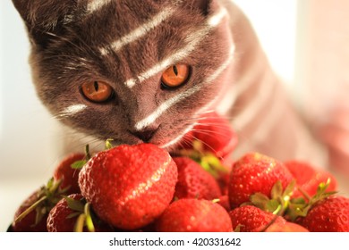 Cat Eating Strawberry Images Stock Photos Vectors Shutterstock