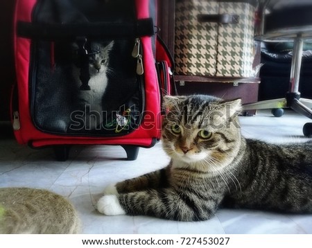  lovely cats looking funny pet 
