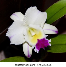 Lovely Cattleya Orchid, Blc. Laura Bush 'First Lady', In Bloom.