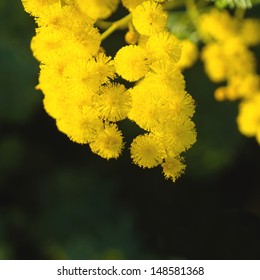 Lovely Close Up Of Australia Wattle Blossom With Selective Focus