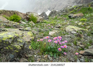 Lovely Clump Of Pink Alpine Aster In Greater Caucasus Mountains. 