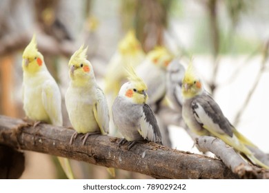 Lovely cockatiels on branches