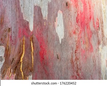 Lovely Colorful Bark Pattern On An Australian Gum Tree