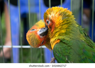 Lovely Colorful Sun Conure Parrot Birds In Cage. Poor Animal From Wildlife Trafficking Concept.