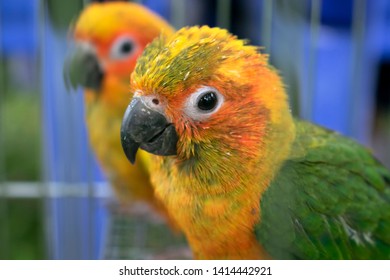 Lovely Colorful Sun Conure Parrot Birds In Cage. Poor Animal From Wildlife Trafficking Concept.