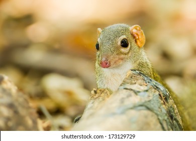 Lovely Common Treeshrew Looking At Us 